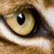 L'oeil du lynx